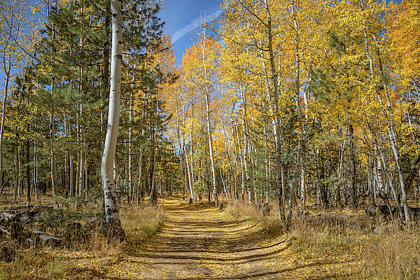 Take Me Home Country Road by TL Wilson Photography by Teresa Wilson Take Me Home Country Road by TL Wilson Photography by Teresa Wilson