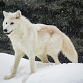 Arctic Wolf in the Snow