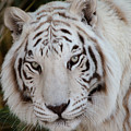 White Tiger Portrait