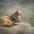 Afternoon Repose