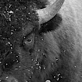 Eye of the Bison Monochrome by TL Wilson Photography