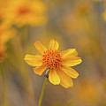 Golden Brittlebush 2