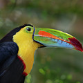 Keel-Billed Toucan Square Format
