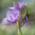 Spring Freesias