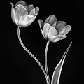 Dramatic Tulip Duet