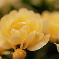 Lady Banks Roses 2791