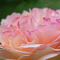 Petal Perfect